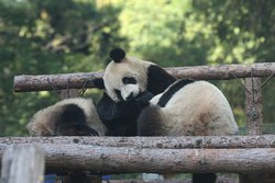 Священное животное Китая, Пекинский зоопарк